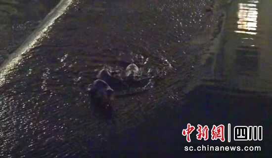 水獺現身青川縣城喬莊河捕食。鄧建新 攝 水獺現身青川縣城喬莊河捕食。鄧建新 攝