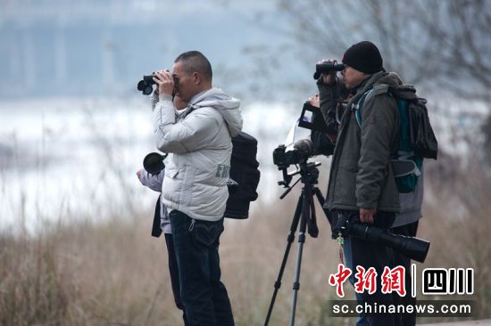 志愿者調查越冬水鳥情況。周雪峰 攝 志愿者調查越冬水鳥情況。周雪峰 攝
