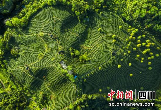 茶溪谷農場。都江堰市委統戰部 供圖 茶溪谷農場。都江堰市委統戰部 供圖