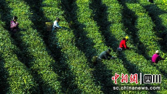 茶溪谷農場。都江堰市委統戰部 供圖 茶溪谷農場。都江堰市委統戰部 供圖