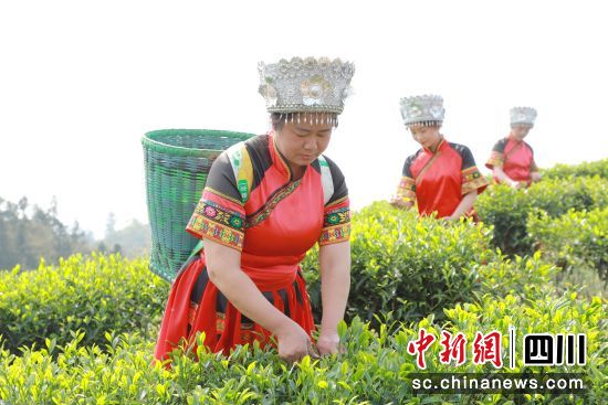 志愿者幫忙采茶。納溪區委統戰部供圖 志愿者幫忙采茶。納溪區委統戰部供圖