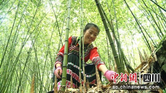 群魚小木屋度假區。宜賓市委統戰部 供圖 群魚小木屋度假區。宜賓市委統戰部 供圖