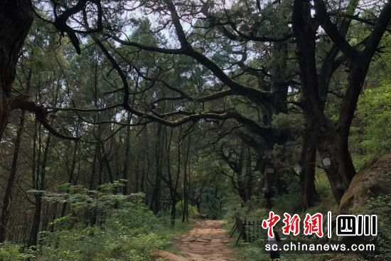 人保財險廣元市分公司工作人員查看古樹名木生長情況。人保財險廣元市分公司供圖 人保財險廣元市分公司工作人員查看古樹名木生長情況。人保財險廣元市分公司供圖
