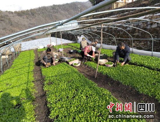 汶川縣綿虒鎮(zhèn)積極發(fā)展集體經(jīng)濟(jì)產(chǎn)業(yè)。汶川縣委宣傳部供圖 汶川縣綿虒鎮(zhèn)積極發(fā)展集體經(jīng)濟(jì)產(chǎn)業(yè)。汶川縣委宣傳部供圖