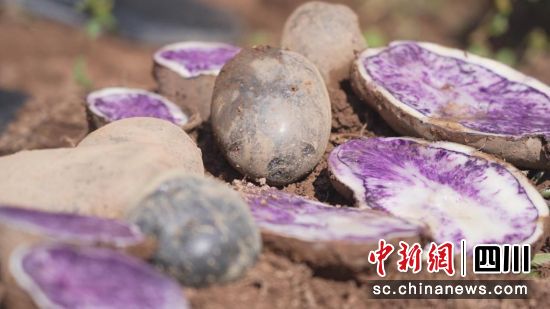 普格烏洋芋。四川鄉(xiāng)村頻道供圖 普格烏洋芋。四川鄉(xiāng)村頻道供圖