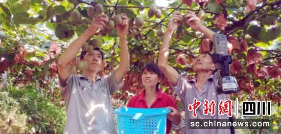 直播賣(mài)獼猴桃。周超文 攝 直播賣(mài)獼猴桃。周超文 攝