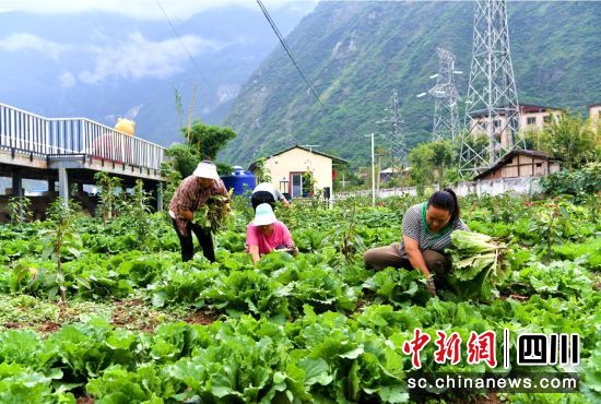 示范園內工作人員開展蔬菜種植。汶川縣委宣傳部供圖 示范園內工作人員開展蔬菜種植。汶川縣委宣傳部供圖