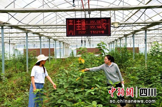 汶川科農局科技人員正在開展田間管理。汶川縣委宣傳部供圖 汶川科農局科技人員正在開展田間管理。汶川縣委宣傳部供圖