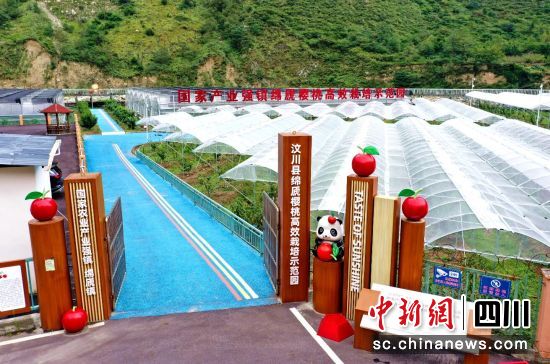 汶川縣綿虒鎮櫻桃高效栽培示范園。汶川縣委宣傳部供圖 汶川縣綿虒鎮櫻桃高效栽培示范園。汶川縣委宣傳部供圖