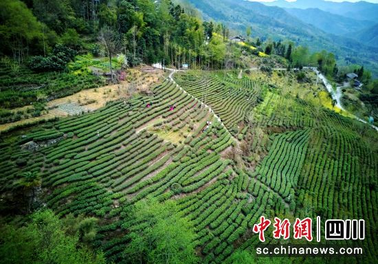 豆叩銀嶺高山生態(tài)茶園。 胡宇 攝 豆叩銀嶺高山生態(tài)茶園。 胡宇 攝