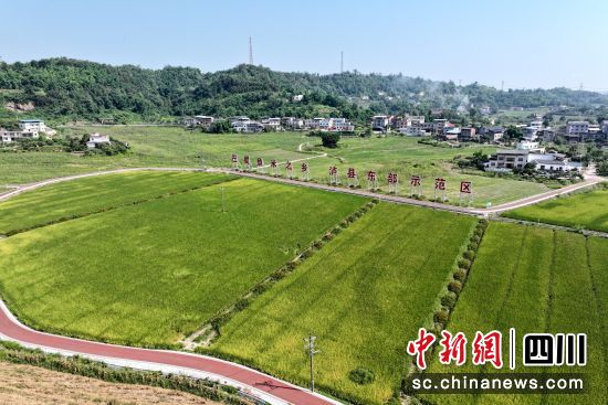 巴蜀玉米之鄉(xiāng),瀘縣東部示范區(qū)。陳祥洪 攝 巴蜀玉米之鄉(xiāng),瀘縣東部示范區(qū)。陳祥洪 攝
