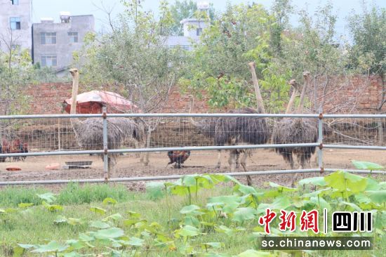 養殖場內的鴕鳥。鹽源縣委宣傳部供圖 養殖場內的鴕鳥。鹽源縣委宣傳部供圖