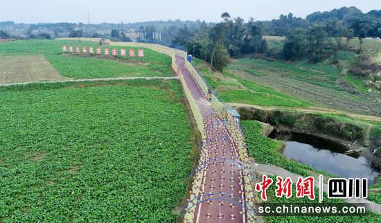 成佳大頭菜農(nóng)業(yè)主題公園。貢井融媒 供圖 成佳大頭菜農(nóng)業(yè)主題公園。貢井融媒 供圖