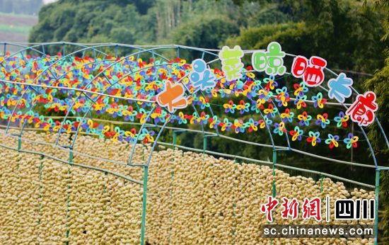 大頭菜晾曬長(zhǎng)廊。貢井融媒 供圖 大頭菜晾曬長(zhǎng)廊。貢井融媒 供圖