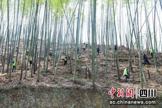興文縣僰王山鎮(zhèn)太安村竹筍基地。宜賓市委統(tǒng)戰(zhàn)部 供圖 興文縣僰王山鎮(zhèn)太安村竹筍基地。宜賓市委統(tǒng)戰(zhàn)部 供圖