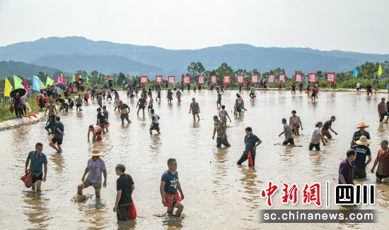 徒手稻田抓魚比賽現(xiàn)場。 李建生 攝 徒手稻田抓魚比賽現(xiàn)場。 李建生 攝