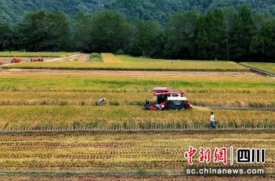 綿陽市平武縣水稻豐收。 胡宇 攝 綿陽市平武縣水稻豐收。 胡宇 攝
