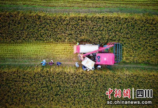 綿陽市平武縣水稻豐收。 胡宇 攝 綿陽市平武縣水稻豐收。 胡宇 攝
