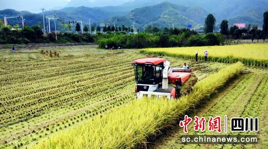 農機手駕駛收割機搶收稻谷。中共廣元市朝天區委宣傳部 供圖 農機手駕駛收割機搶收稻谷。中共廣元市朝天區委宣傳部 供圖