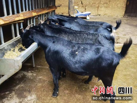 會東黑山羊。沈曉慶 攝 會東黑山羊。沈曉慶 攝