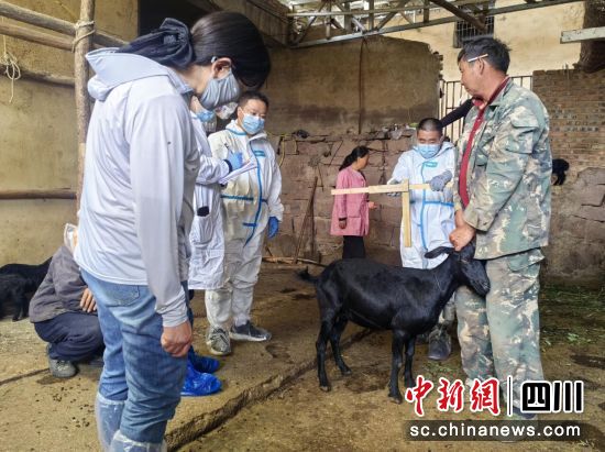 科研人員指導農戶科學養殖黑山羊。沈曉慶 攝 科研人員指導農戶科學養殖黑山羊。沈曉慶 攝