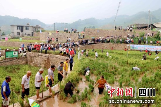 捕魚現場熱鬧非凡。 羅景萍 攝 捕魚現場熱鬧非凡。 羅景萍 攝