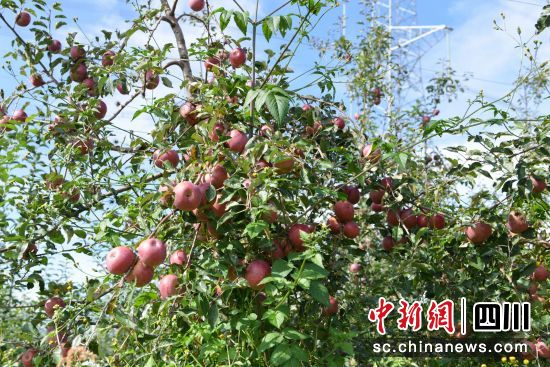 飽滿的蘋果沉甸甸綴在枝頭。馮子珊 攝 飽滿的蘋果沉甸甸綴在枝頭。馮子珊 攝