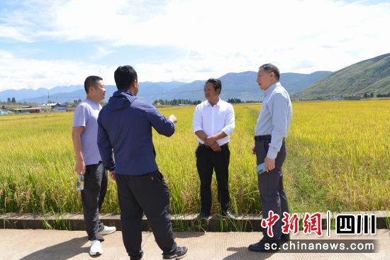 園區負責人正在講解水稻收成情況。馮子珊 攝 園區負責人正在講解水稻收成情況。馮子珊 攝