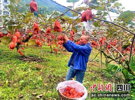 村民采摘獼猴桃。汶川縣委宣傳部供圖 村民采摘獼猴桃。汶川縣委宣傳部供圖