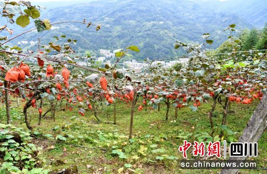 獼猴桃果園。汶川縣委宣傳部供圖 獼猴桃果園。汶川縣委宣傳部供圖