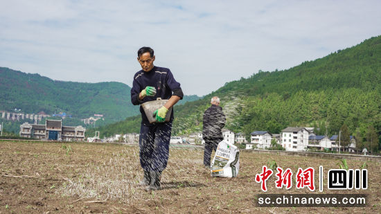 白依鎮(zhèn)優(yōu)質(zhì)糧油基地,村民在田間施肥。中共平昌縣委宣傳部 供圖 白依鎮(zhèn)優(yōu)質(zhì)糧油基地,村民在田間施肥。中共平昌縣委宣傳部 供圖