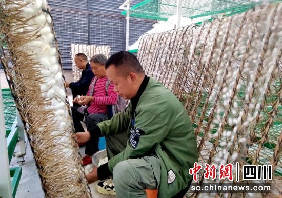 蠶農正在摘繭。羅景萍 攝 蠶農正在摘繭。羅景萍 攝