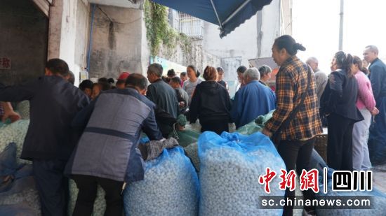 前來售繭的村民。羅景萍 攝 前來售繭的村民。羅景萍 攝