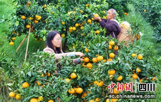 仁壽縣板橋鎮(zhèn)團(tuán)圓社區(qū)果園里果農(nóng)們正在采摘晚熟柑橘。潘建勇 攝 仁壽縣板橋鎮(zhèn)團(tuán)圓社區(qū)果園里果農(nóng)們正在采摘晚熟柑橘。潘建勇 攝