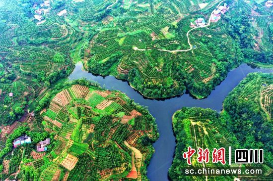 昔日荒山變成增收的柑橘產(chǎn)業(yè)。潘建勇 攝 昔日荒山變成增收的柑橘產(chǎn)業(yè)。潘建勇 攝