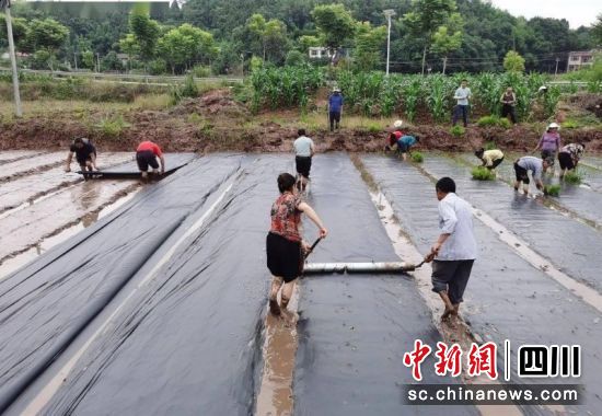 水稻覆膜節水節肥綜合高產技術。簡陽融媒體中心 供圖 水稻覆膜節水節肥綜合高產技術。簡陽融媒體中心 供圖