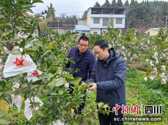 科技特派員為柑橘“把脈開方”。 簡陽融媒體中心 供圖 科技特派員為柑橘“把脈開方”。 簡陽融媒體中心 供圖
