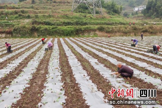 農(nóng)戶正在地里忙碌。蔡蘭 攝 農(nóng)戶正在地里忙碌。蔡蘭 攝
