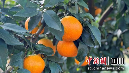 成熟的愛媛橙掛滿枝頭。 旌陽區融媒體中心供圖 成熟的愛媛橙掛滿枝頭。 旌陽區融媒體中心供圖