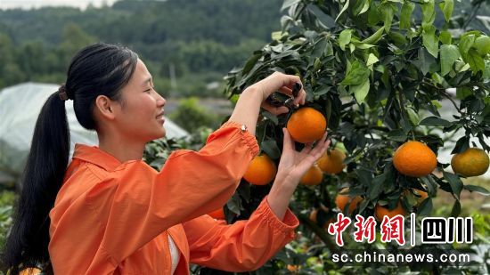 采摘愛媛。 旌陽區融媒體中心供圖 采摘愛媛。 旌陽區融媒體中心供圖