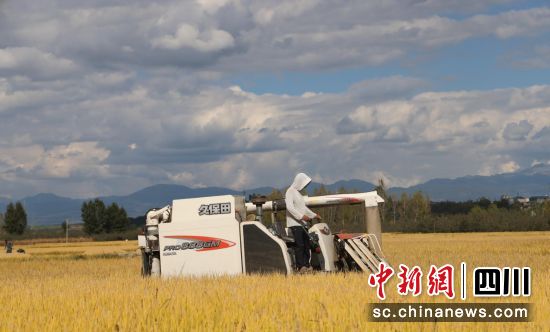 機(jī)械化收割現(xiàn)場。鹽源縣委宣傳部供圖 機(jī)械化收割現(xiàn)場。鹽源縣委宣傳部供圖
