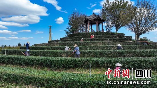 10月23日,茶農在茶園進行管護現場。中共平昌委宣傳部 供圖 10月23日,茶農在茶園進行管護現場。中共平昌委宣傳部 供圖