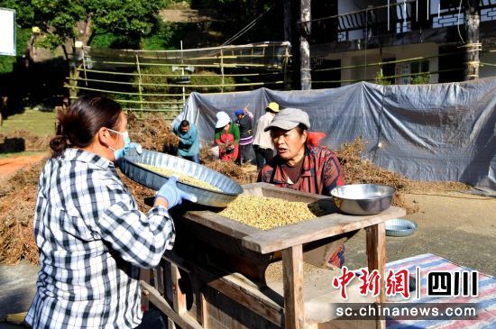 大豆種植喜獲豐收。汶川縣委宣傳部供圖 大豆種植喜獲豐收。汶川縣委宣傳部供圖
