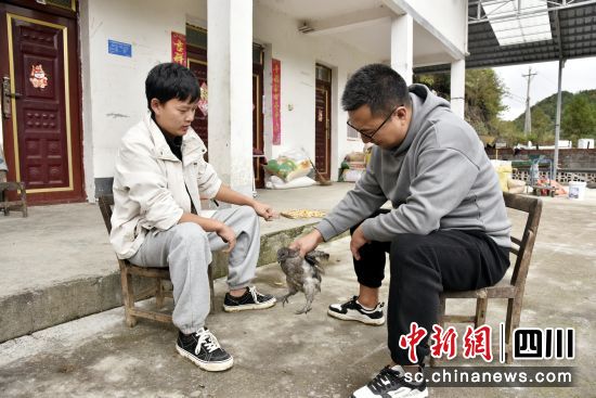 向建(右)在察看“廣元灰雞”生長情況。 朝天融媒 供圖 向建(右)在察看“廣元灰雞”生長情況。 朝天融媒 供圖