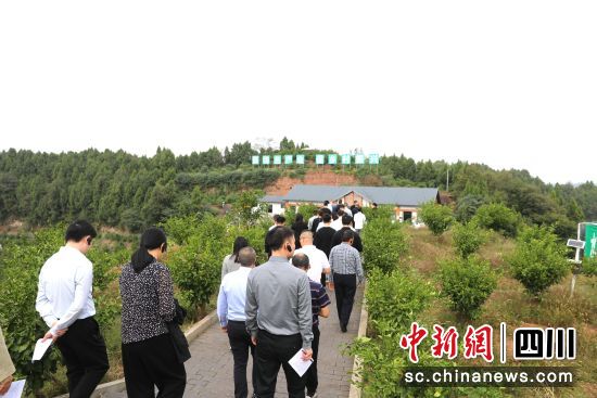 東壩鎮打鼓山村柑橘現代農業園區。高林陽 攝 東壩鎮打鼓山村柑橘現代農業園區。高林陽 攝