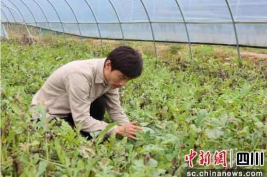 秋西瓜豐收。唐千越 攝 秋西瓜豐收。唐千越 攝