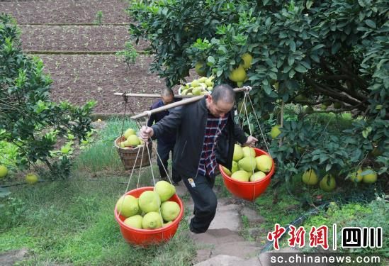 真龍柚豐收。合江縣融媒體中心供圖 真龍柚豐收。合江縣融媒體中心供圖