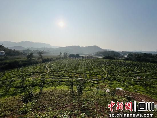 統戰助力柑橘產業變紅火產業。合江縣委統戰部供圖 統戰助力柑橘產業變紅火產業。合江縣委統戰部供圖