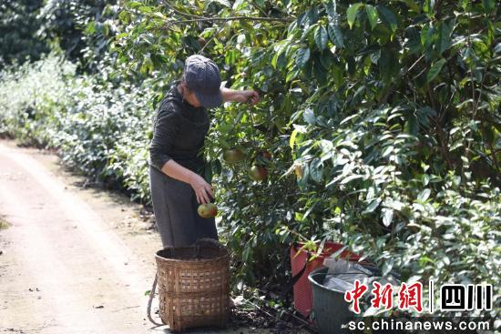曾九香采摘油茶果。劉怡 攝 曾九香采摘油茶果。劉怡 攝
