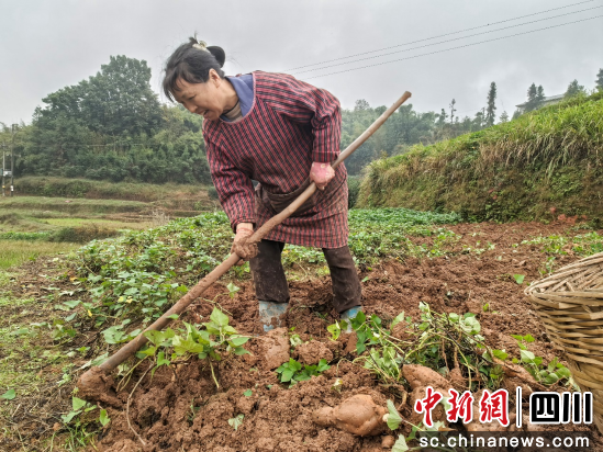 農戶正在地里挖紅薯。 許紫艷 攝 農戶正在地里挖紅薯。 許紫艷 攝
